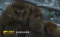 无尾猕猴在寒冷时会紧紧抱团、互相取暖