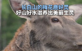长白山的梅花鹿好灵 好山好水滋养出的美丽生灵！