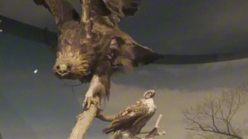 跟着邬家楷逛长白山自然博物馆