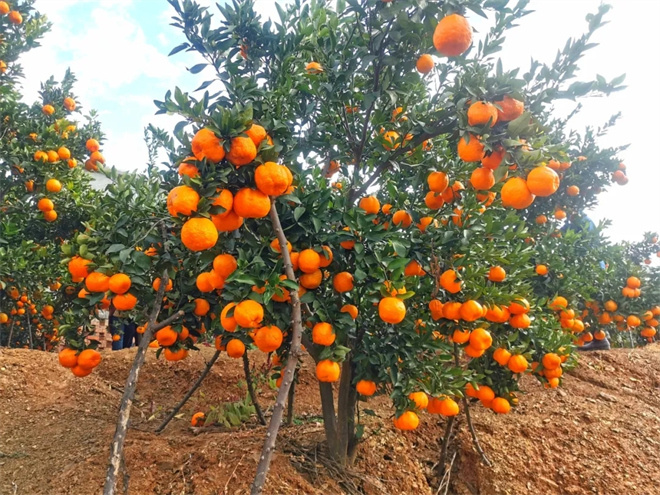 电影《白桔》“创作交流会”在云南昆明举行