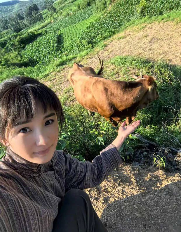 楊冪與牛合影，秒變放牛少女！