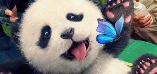 激萌！电影中的熊猫奇遇记