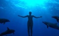 《海豚湾》“挺压”上映 奥斯卡盛典有望一月举行