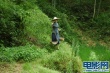 阿妹