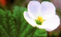 《返回大自然》片花