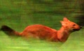 《野犬日记》片花