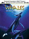 Whales: An Unforgettable Journey